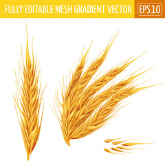 Fototapeta premium Ears of wheat on white background. Vector illustration