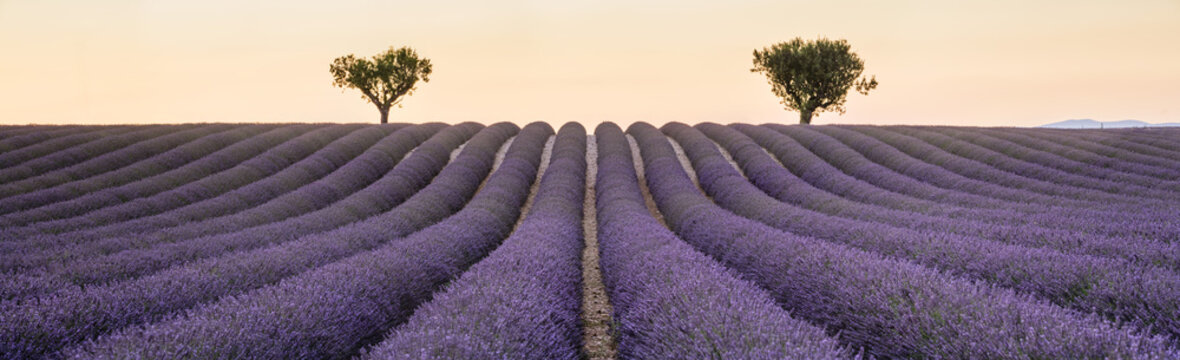 Fototapeta panorama with two tree and lavander