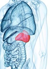 medically accurate illustration of the spleen - obrazy, fototapety, plakaty
