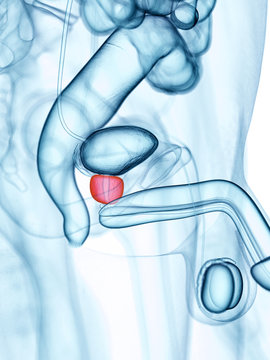 Medically Accurate Illustration Of The Prostate