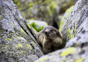 Świstak Tatry © marcinbawiec
