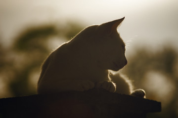 outdoor portrait, silhouette of a thai cat has sitting on pillar with sunset light,filtered...