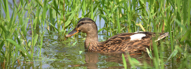 Duck in green grass in river