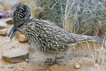 Ausgestopfter Roadrunner oder Rennkuckuck mit Beute im Schnabel