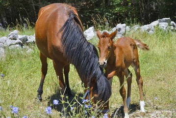 Brown horse with its foal in a meadow.