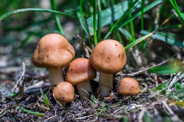 Group of small mushrooms