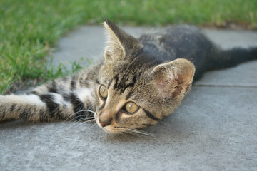 kitten,tabby cat,young mammal,