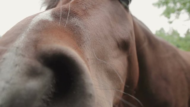 A closeup shot of a Welsh Cob Breed of Horse. Shot in slow motion.