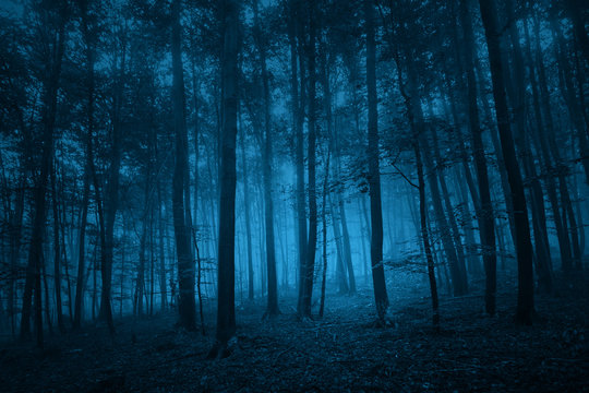 Fototapeta Ciemnoniebieski kolorowy straszny las drzewa krajobraz. Zastosowano efekt filtra koloru niebieskiego.