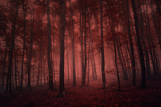 Fototapeta Foggy red colored spooky forest tree landscape. Red color filter effect used.