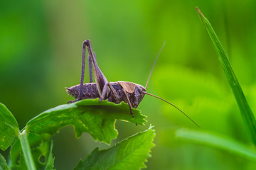 Grasshopper on leaf