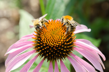 two bees and one flower