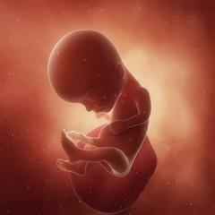 3d rendered medically accurate illustration of a fetus in week 14