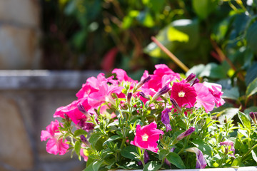 Close-up (macro) red flowers grow in the garden.