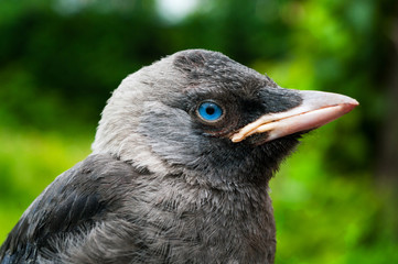 Young Jackdaw