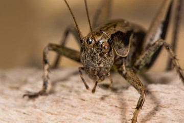Dark bush cricket (Pholidoptera griseoaptera) close up. Bush-cricket in the family Tettigoniidae showing head, compound eyes and palps