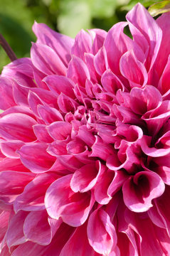 Dahlienblüte in pink, Dahlia, Blumenpracht im Spätsommer, Schnittblumen aus dem Garten, beliebte Blumen im Bauerngarten, plakatives Detail