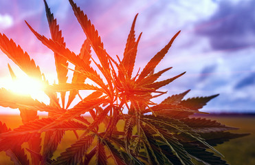 marijuana bush on a background of sky at su