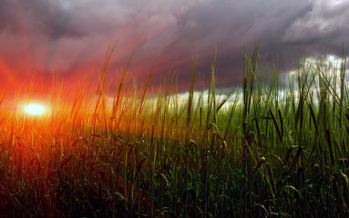 spikelets of wheat on a background of storm clouds at sunset
