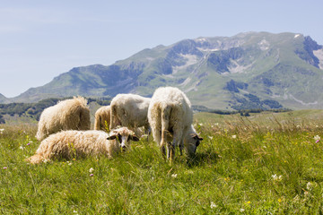 Obraz premium Sheep Grazing on Green Pasture
