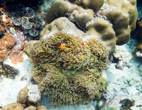 Clownfish hiding in coral reef