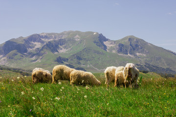 Naklejka premium Sheep Grazing on Green Pasture