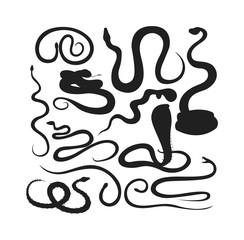 Snake reptile vector