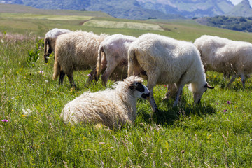 Obraz premium Sheep Grazing on Green Pasture