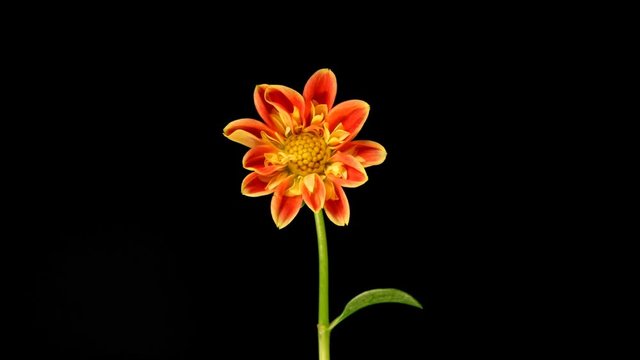 Beautiful time lapse of a dalia opening up.