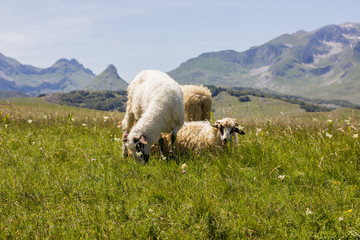 Obraz premium Sheep Grazing on Green Pasture