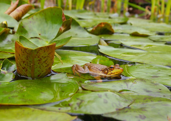 Frog In Lily Pond
