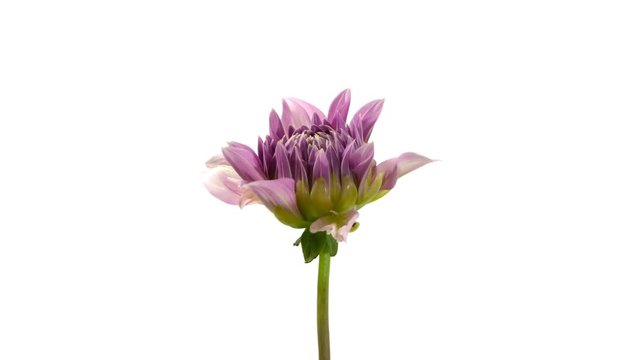 Time lapse of a beautiful dalia opening up.