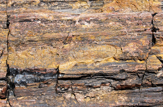 Petrified Wood Fossil Background