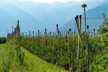 Fototapeta na wymiar Apples plantation in Alps Austria