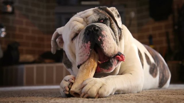 Olde English Bulldogge.