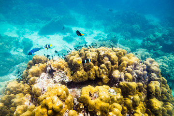 Underwater sea world fish swim around rock stone colorful at ko lipe