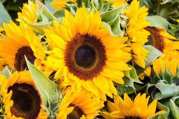 sunflower, sunflowers - flower macro