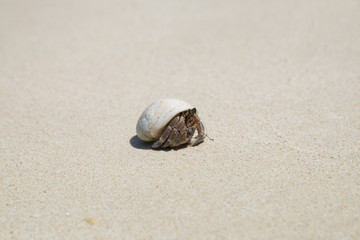 Hermit crab ensconce on the beach