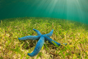 Blue starfish underwater