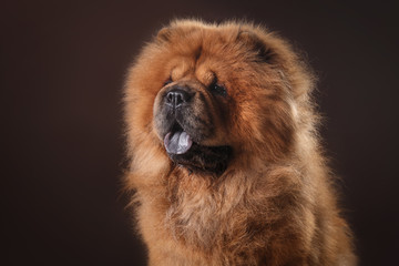 dog breed chow chow