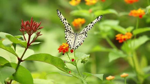 Macro shot of a butterfly drinking nectar from a flower.