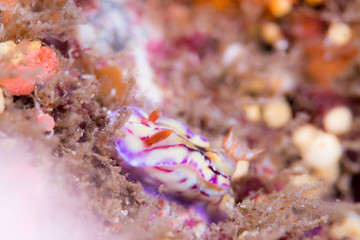 DORIDINA