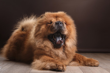 dog breed chow chow