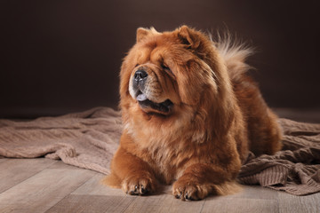 dog breed chow chow