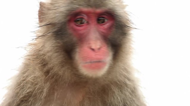 Japanese Macaque (Snow Monkey). Shot near Kyoto Japan.