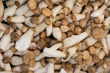 king oyster mushroom  -  mushrooms background