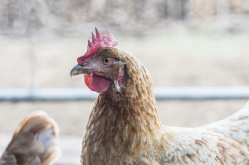A chicken's portrait