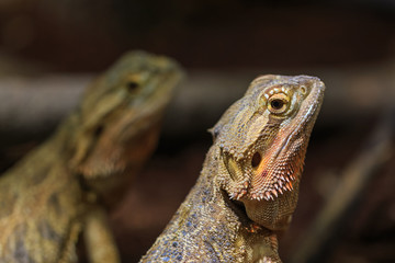 Two adult bearded dragon (agama, Pogona vitticeps) lizard in terrarium 