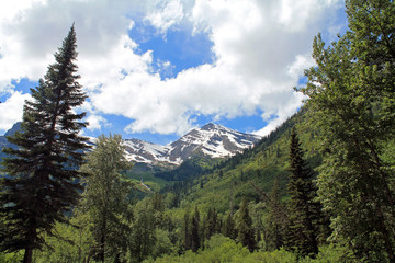 Lush Green Mountainside with Snowy Peaks in the background