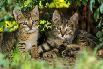 Two 8 weeks old tabby kittens hiding in the bush